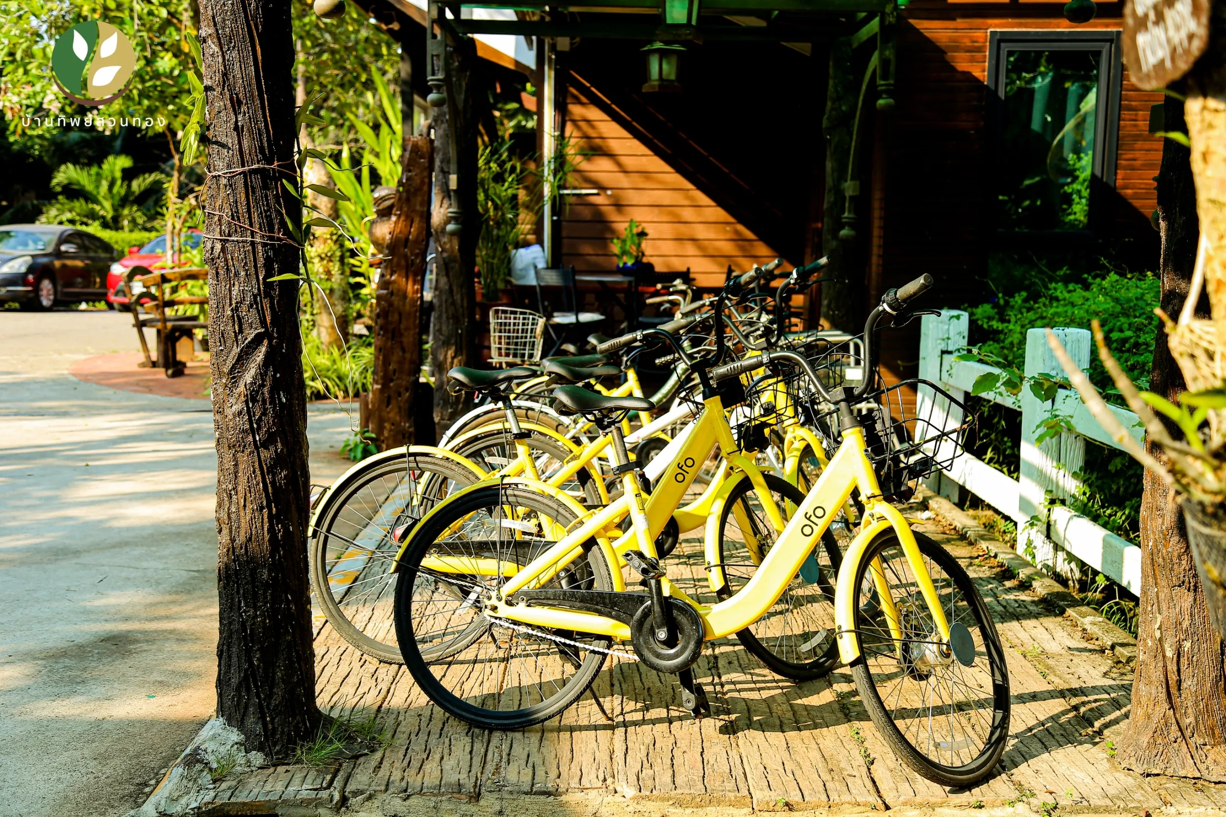 Yellow bicycles parked beside trees at Baantip